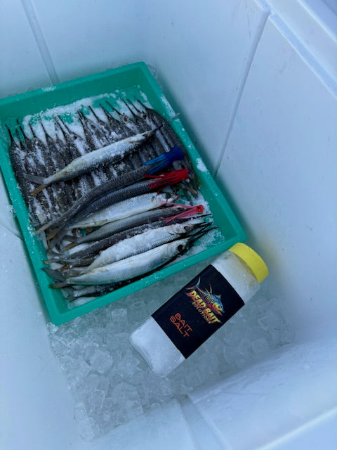Bait salt soaking into ballyhoo, firming the flesh and getting the baits ready to fish