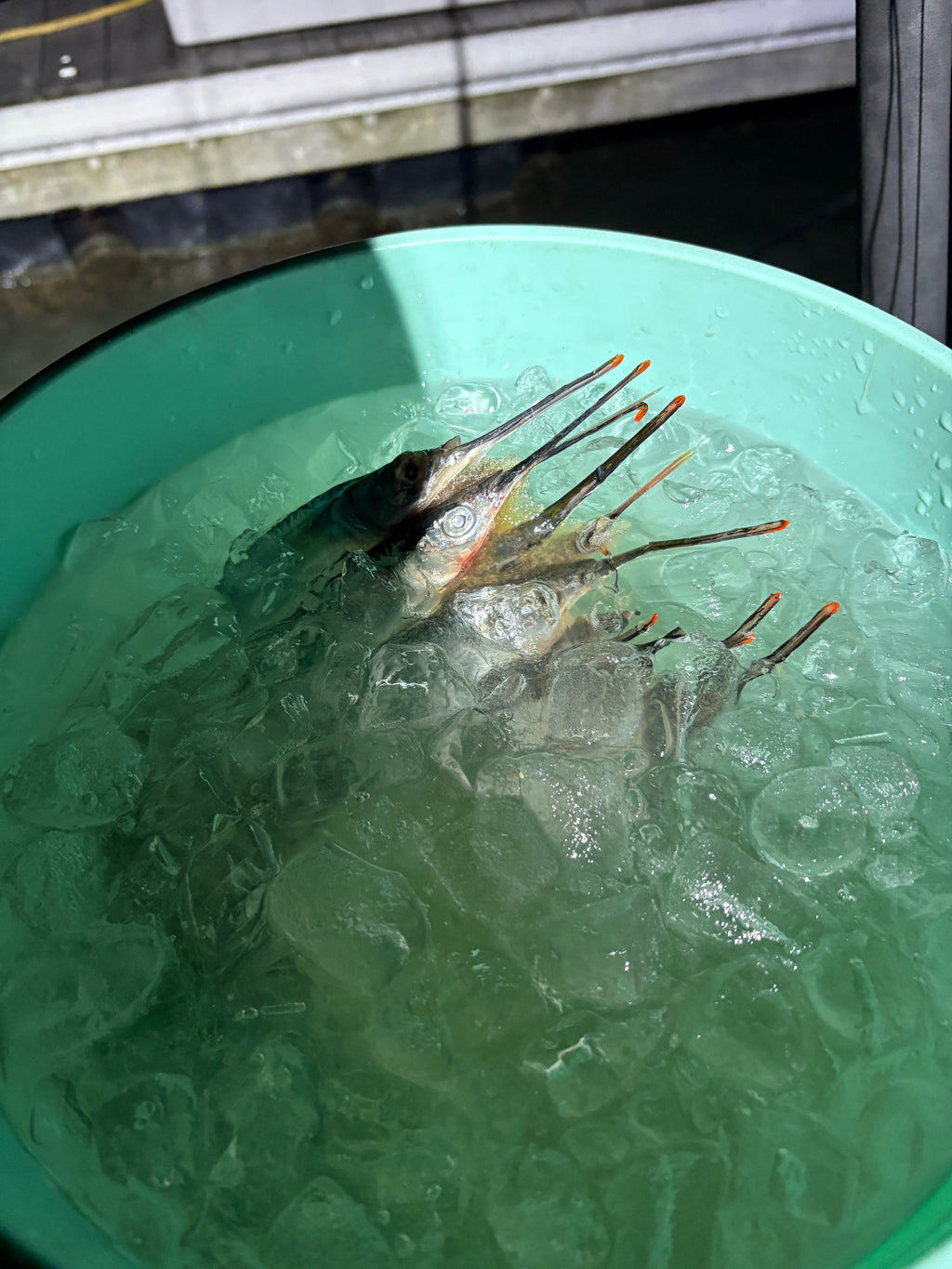 Brine ballyhoo Soaking in Brine mix getting ready For billfishing in yeti bucket